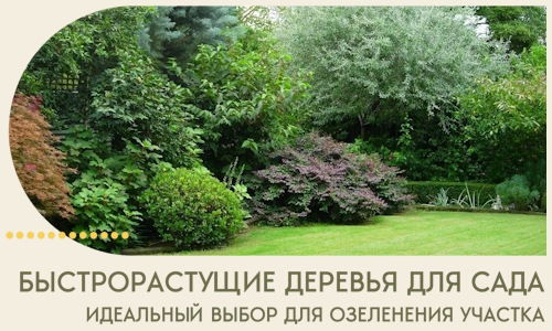 Быстрорастущие деревья для сада идеальный выбор в Североморске
