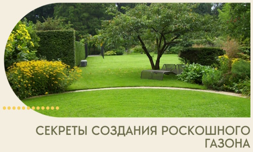 Секреты создания роскошного газона в Североморске